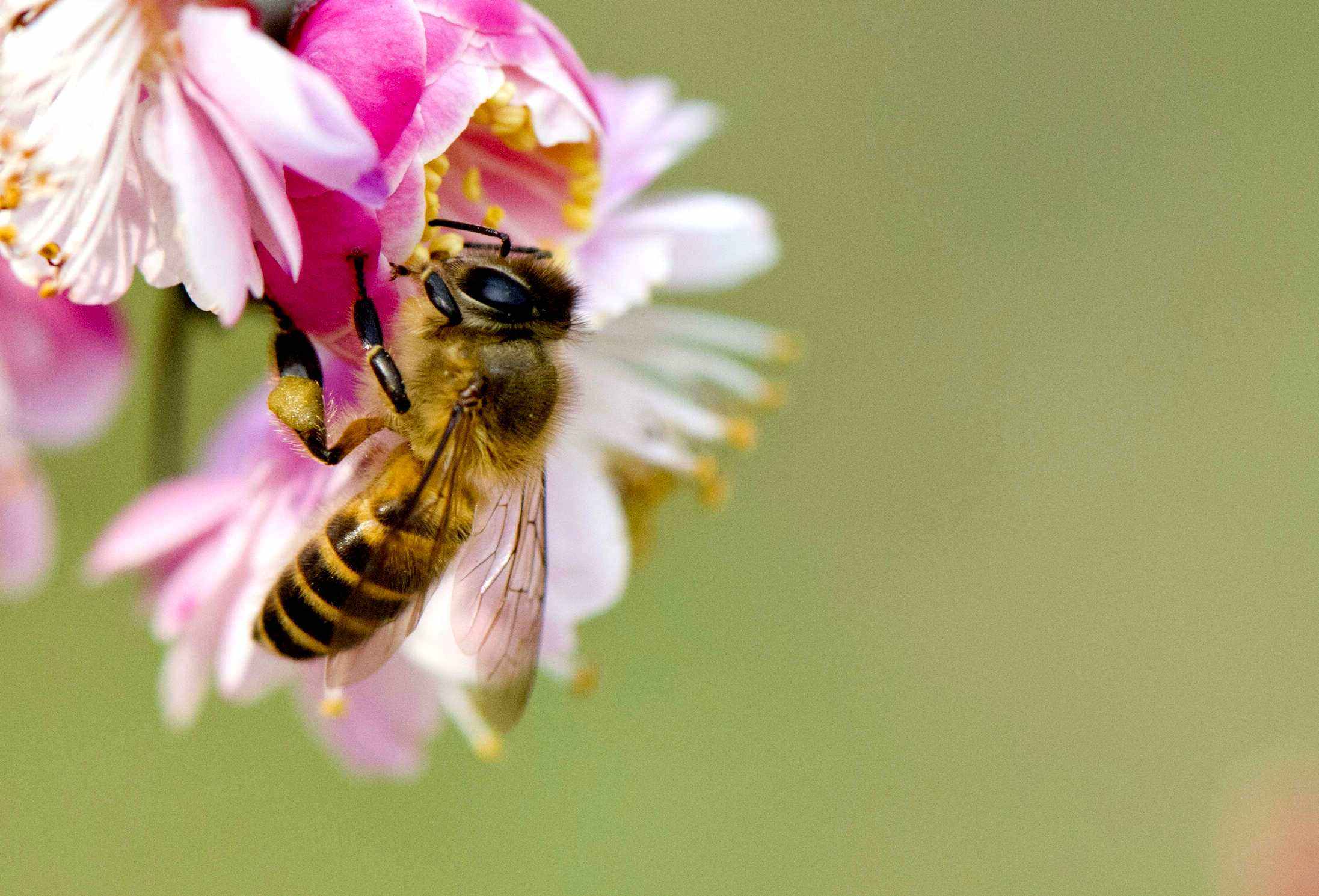在自家陽臺如何養好蜜蜂？