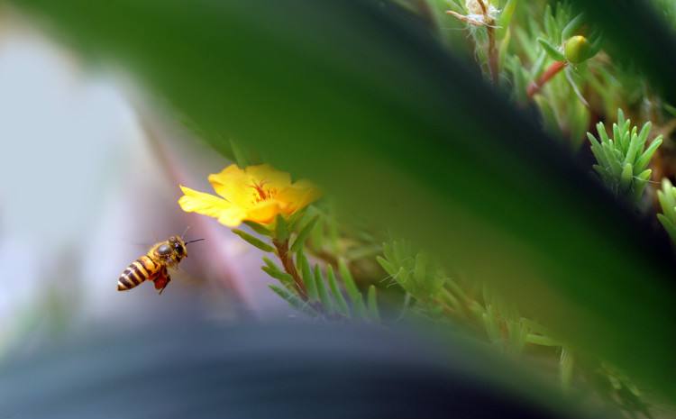 在自家陽臺如何養好蜜蜂？