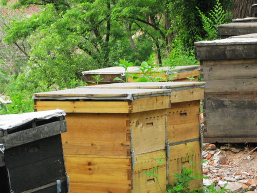 中蜂格子箱如何通風（新手格子箱養蜂，怎樣開通風口合適）