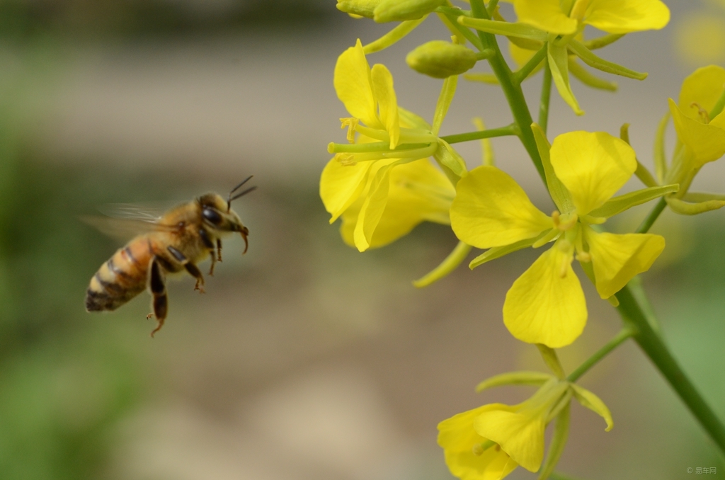 蜜蜂毒是酸性還是堿性(蜜蜂毒性酸堿及被蟄處理方法) 蜜蜂毒是酸性還是堿性(蜜蜂毒性酸堿及被蟄處理方法)