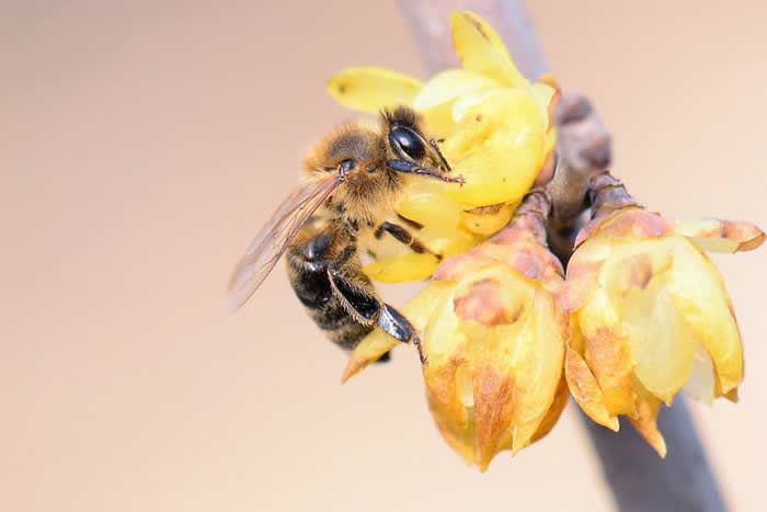 【蜜蜂知識】意大利蜜蜂的早春管理 意大利蜜蜂的早春管理