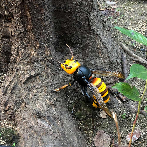 中國大虎頭蜂的并群方法（如何合并蜂群）