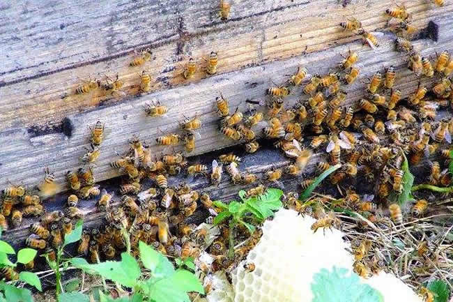 【蜜蜂知識】蜜蜂采蜜是一種什么行為? 【蜜蜂知識】蜜蜂采蜜是一種什么行為?