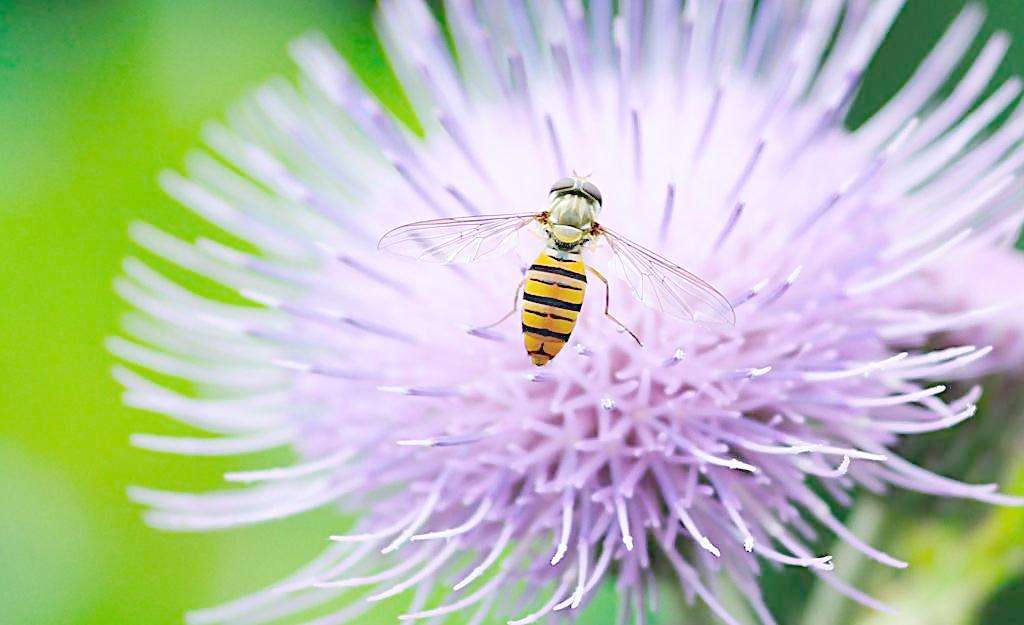 蜜蜂蜂王怎么抓? 蜜蜂蜂王怎么抓?
