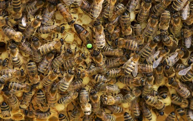 中國(guó)大虎頭蜂蜂王價(jià)格（中國(guó)大虎頭蜂蜂王多少錢(qián)）