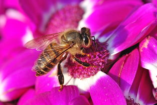 中蜂阿壩王出臺多長時間產卵(中蜂蜂王出臺幾天開產) 中蜂阿壩王出臺多長時間產卵(中蜂蜂王出臺幾天開產)