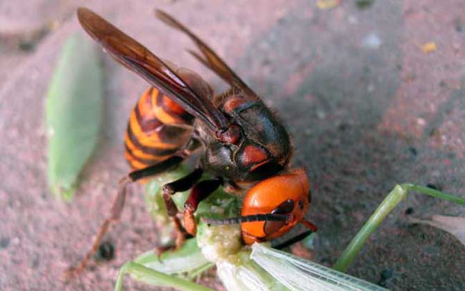 怎樣區分黃腰虎頭蜂蜂王(虎頭蜂怎么區分蜂王?) 怎樣區分黃腰虎頭蜂蜂王(虎頭蜂怎么區分蜂王?)