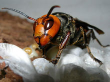 虎頭蜂飛到家里來好不好(馬蜂來家里是福還是禍？)