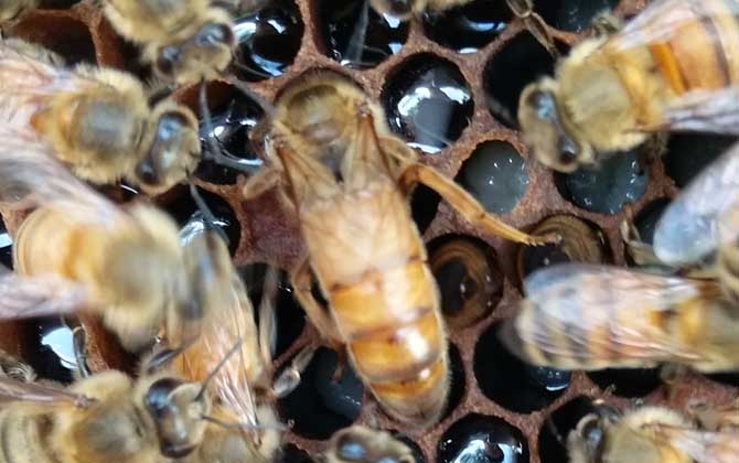 意大利蜜蜂箱能養中華蜜蜂嗎(中標箱和意標箱可以通用么?) 意大利蜜蜂箱能養中華蜜蜂嗎(中標箱和意標箱可以通用么?)