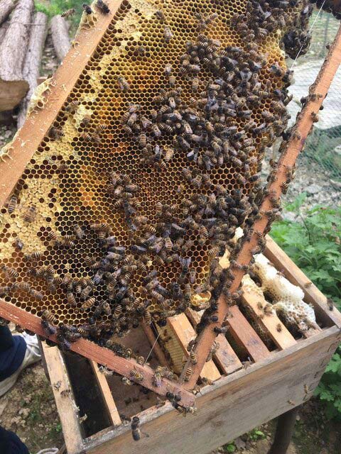 意大利蜜蜂箱能養中華蜜蜂嗎(中標箱和意標箱可以通用么?) 意大利蜜蜂箱能養中華蜜蜂嗎(中標箱和意標箱可以通用么?)