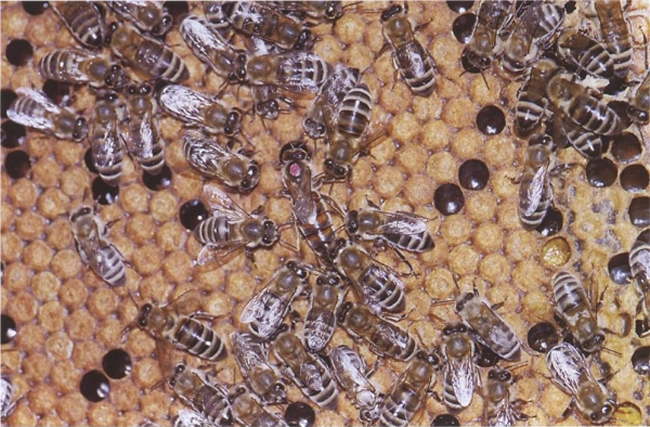 安納托利亞蜂 安納托利亞蜂