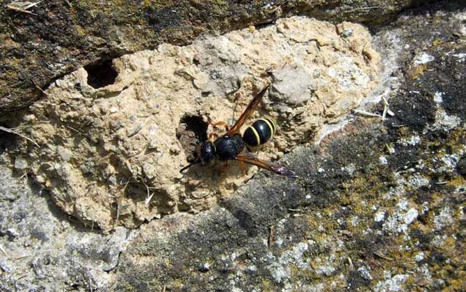大棚圈養胡蜂的食物配套(人工養殖馬蜂喂什么食物) 大棚圈養胡蜂的食物配套(人工養殖馬蜂喂什么食物)