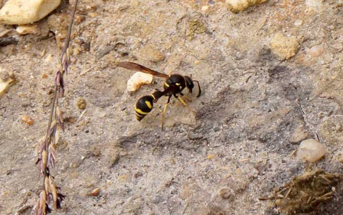 大棚圈養胡蜂的食物配套(人工養殖馬蜂喂什么食物) 大棚圈養胡蜂的食物配套(人工養殖馬蜂喂什么食物)
