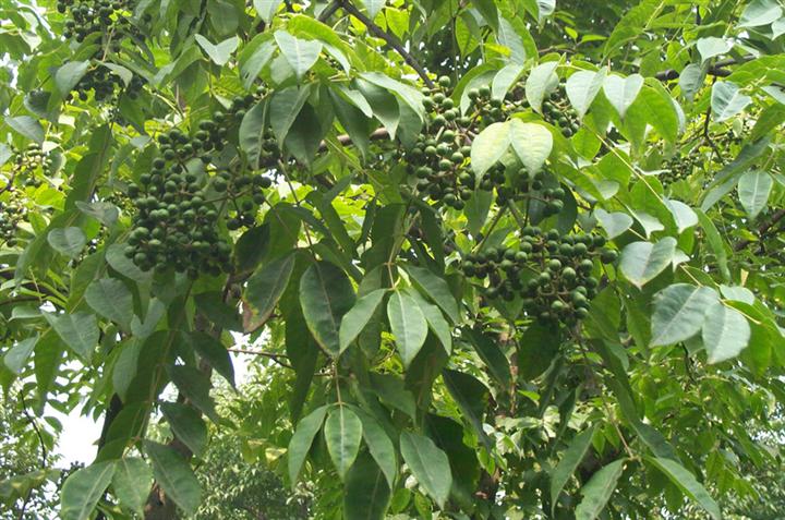 黃柏樹花有蜜嗎(黃柏樹花蜜的功效和作用) 黃柏樹花有蜜嗎(黃柏樹花蜜的功效和作用)