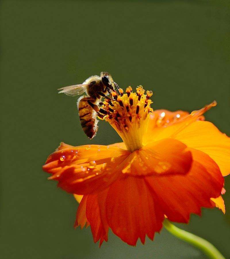 蜜蜂的特點是什么？