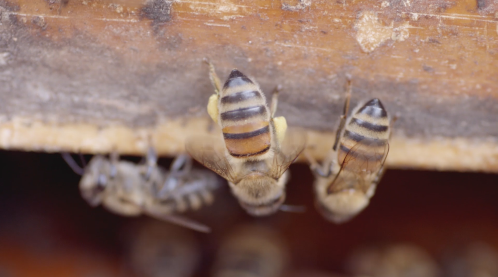 怎么選擇養蜂場(最適合養殖蜜蜂的場地是什么樣的) 怎么選擇養蜂場(最適合養殖蜜蜂的場地是什么樣的)