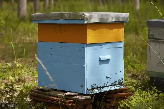 怎么樣養蜂才能快速發展起來（怎樣養蜜蜂才能快速發展起來，發展慢是什么原因）