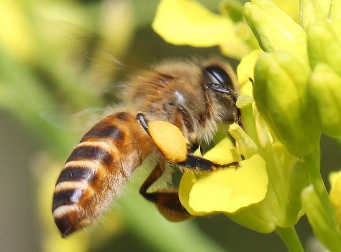 蜜蜂是昆蟲嗎? 蜜蜂是昆蟲嗎?