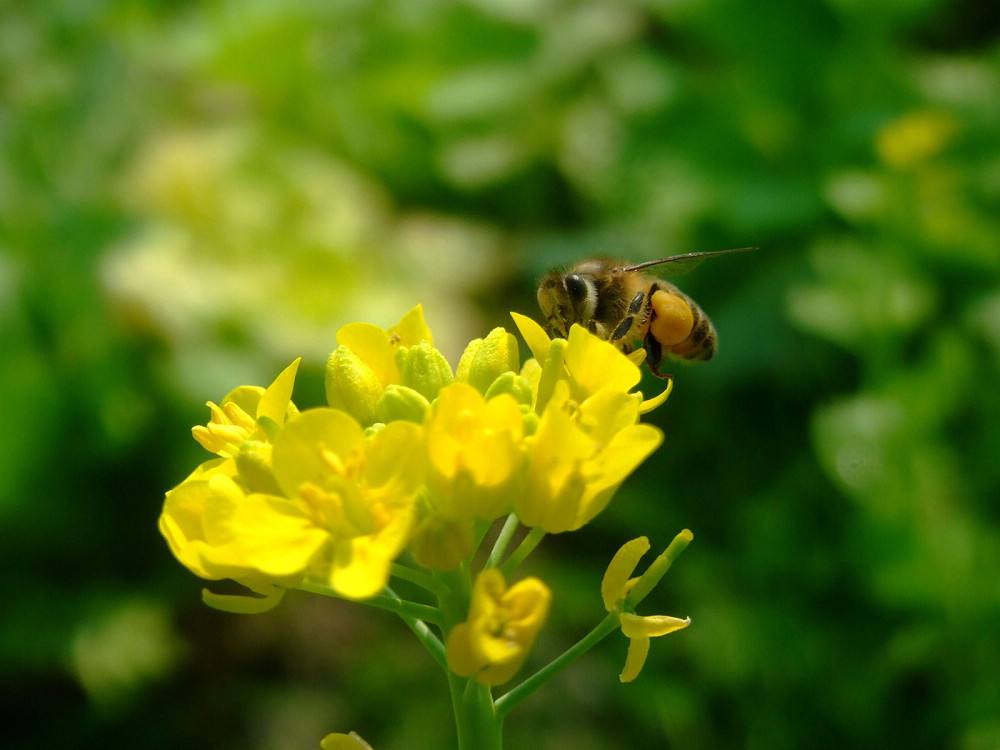 蜜蜂是昆蟲嗎? 蜜蜂是昆蟲嗎?