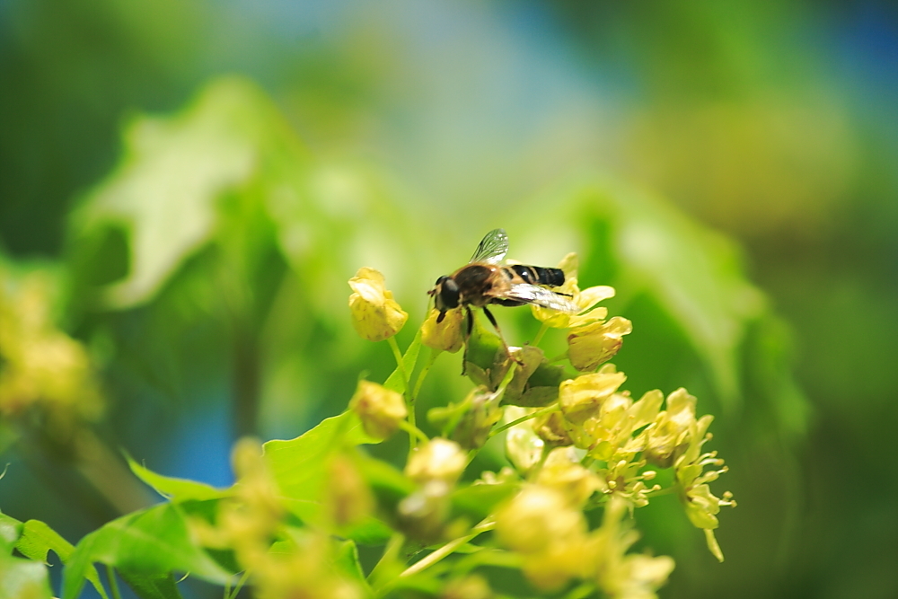草莓花有沒有蜜(草莓是不是蜜源植物) 草莓花有沒有蜜(草莓是不是蜜源植物)