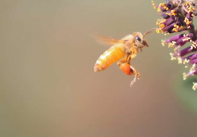 中華蜜蜂打架怎么控制呢？