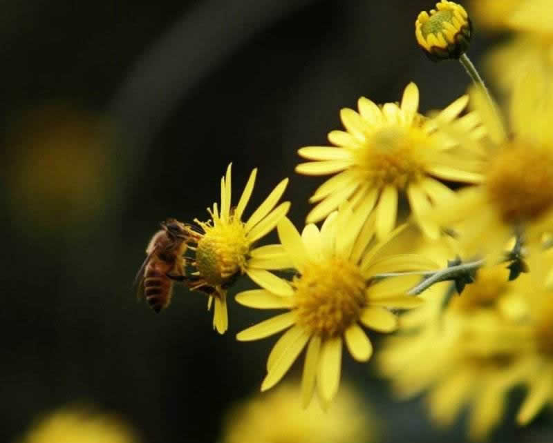 中華蜜蜂打架怎么控制呢？
