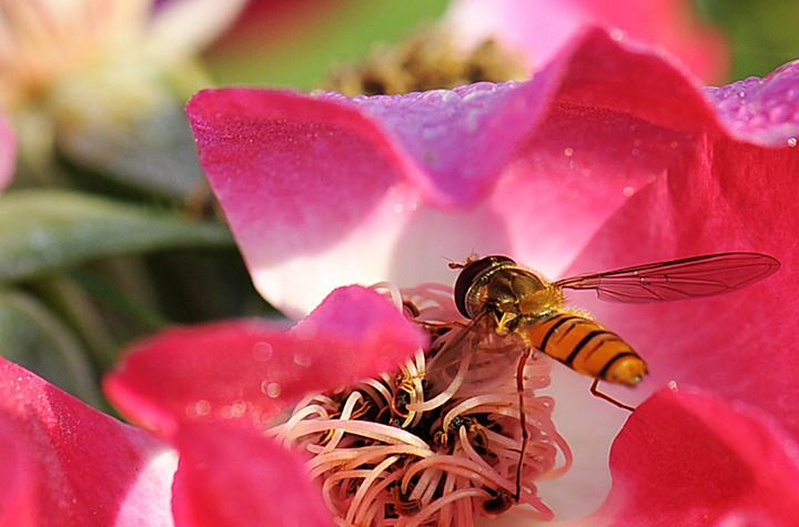 中華蜜蜂打架怎么控制呢？