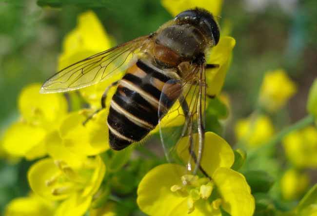 中華蜜蜂打架怎么控制呢？