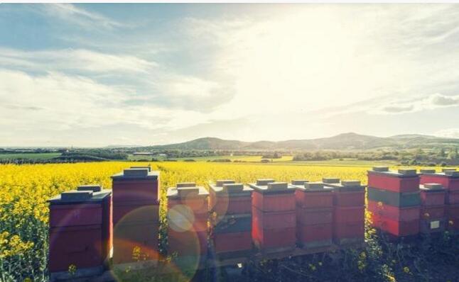 樓頂養蜂怎么遮陰(房頂養蜜蜂怎樣防曬) 樓頂養蜂怎么遮陰(房頂養蜜蜂怎樣防曬)