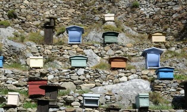 樓頂養蜂怎么遮陰(房頂養蜜蜂怎樣防曬) 樓頂養蜂怎么遮陰(房頂養蜜蜂怎樣防曬)
