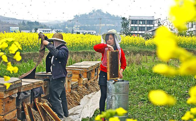 養(yǎng)蜂人為什么要到處跑（養(yǎng)蜂人全國到處跑的原因）