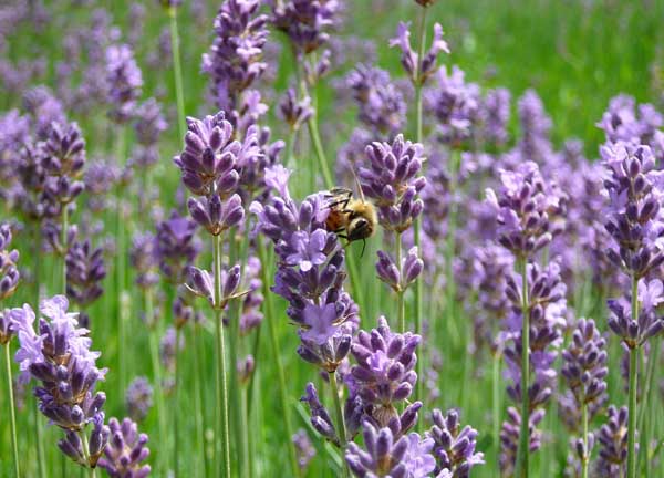熏衣草什么時候開花（薰衣草開花時間和花期天數(shù)）