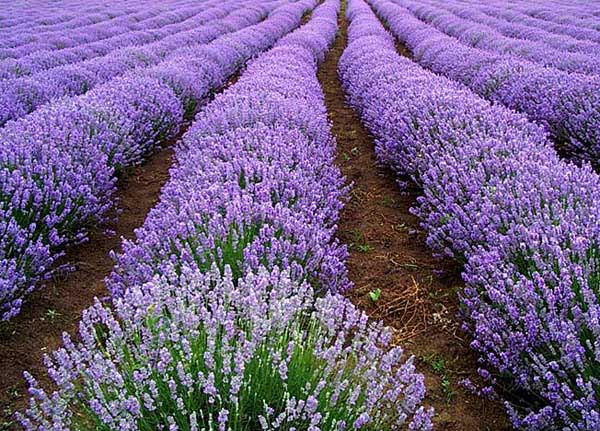 熏衣草什么時候開花（薰衣草開花時間和花期天數(shù)）