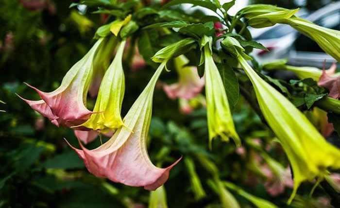 湖南主要蜜源植物有哪些? 湖南主要蜜源植物有哪些?