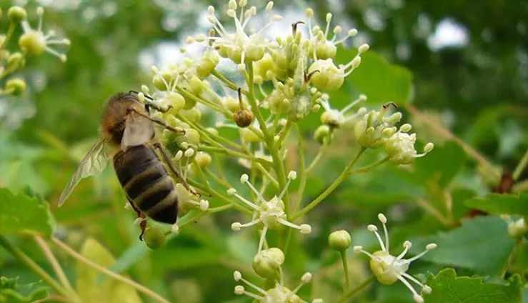 湖南主要蜜源植物有哪些? 湖南主要蜜源植物有哪些?