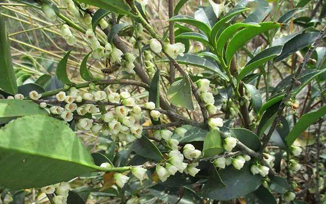 湖南主要蜜源植物有哪些? 湖南主要蜜源植物有哪些?