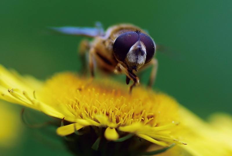 蜜蜂和黃蜂外表的區(qū)別