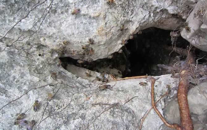 野生蜜蜂窩 野生蜜蜂窩