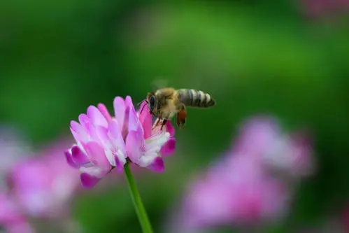 紫云英蜂蜜的作用與功效(紫云英蜂蜜對人身體的好處有哪些?) 紫云英蜂蜜的作用與功效(紫云英蜂蜜對人身體的好處有哪些?)