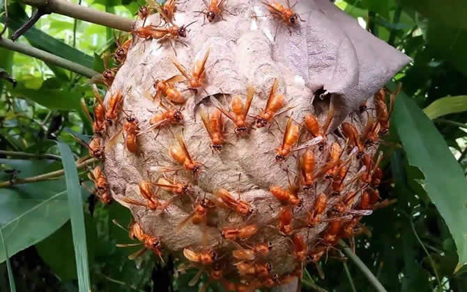 發現馬蜂窩怎么處理? 馬蜂窩