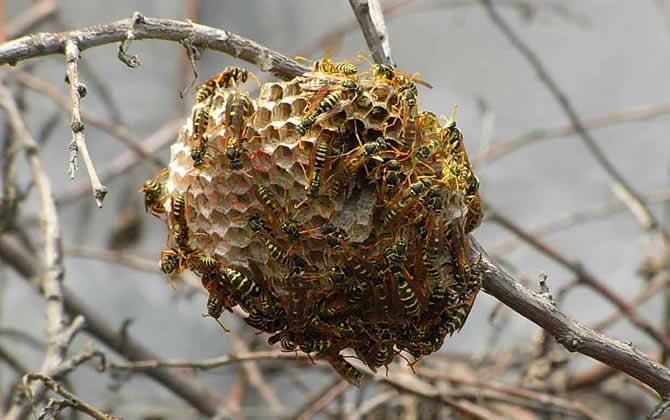 發現馬蜂窩怎么處理? 馬蜂窩
