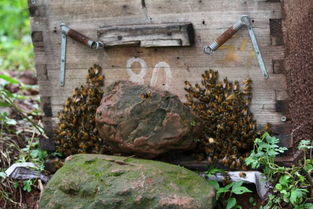 工蜂搖頭振翅是什么原因（蜜蜂養(yǎng)殖，工蜂竟會發(fā)出叫聲，是振翅還是哀鳴）