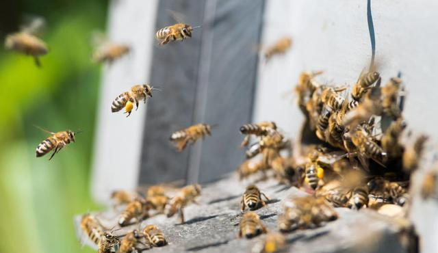 工蜂搖頭振翅是什么原因（蜜蜂養(yǎng)殖，工蜂竟會發(fā)出叫聲，是振翅還是哀鳴）