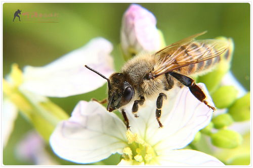 國蜂213與松丹一號(hào)比較（怎樣選擇蜜蜂品種）