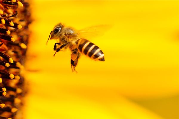 國蜂213與松丹一號(hào)比較（怎樣選擇蜜蜂品種）