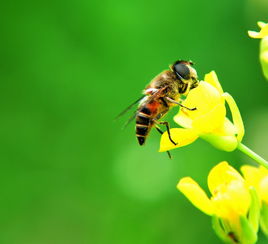 國蜂213與松丹一號(hào)比較（怎樣選擇蜜蜂品種）