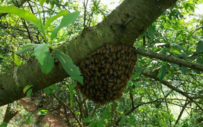 蜜蜂分蜂最多的時候是先分蜂還是先出新蜂王(蜜蜂什么時候分家最多) 蜜蜂分蜂最多的時候是先分蜂還是先出新蜂王(蜜蜂什么時候分家最多)
