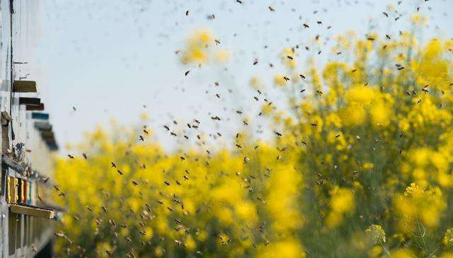 【蜜蜂養(yǎng)殖】一百只蜂的蛋群速繁法 一百只蜂的蛋群速繁法