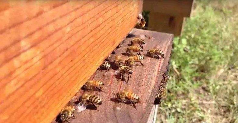 【蜜蜂養(yǎng)殖】一百只蜂的蛋群速繁法 一百只蜂的蛋群速繁法