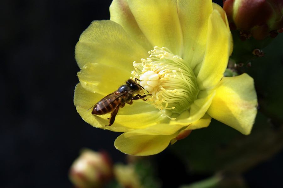 【蜜蜂養(yǎng)殖】一百只蜂的蛋群速繁法 一百只蜂的蛋群速繁法